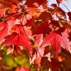 Maple Sun Valley #7 - Image 3